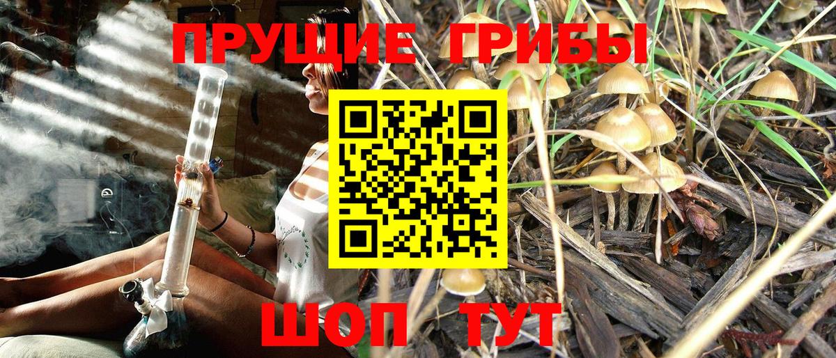 Дюртюли  Галлюциногенные грибы Psilocybe  Вход с VPN 